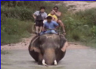 Ride on an Elephant