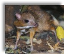 Lesser Malay Mouse Deer